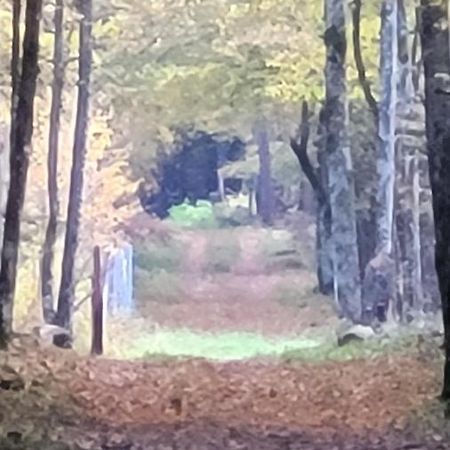 In Nature Białowieża Buitenkant foto