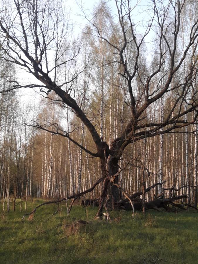 In Nature Białowieża Buitenkant foto