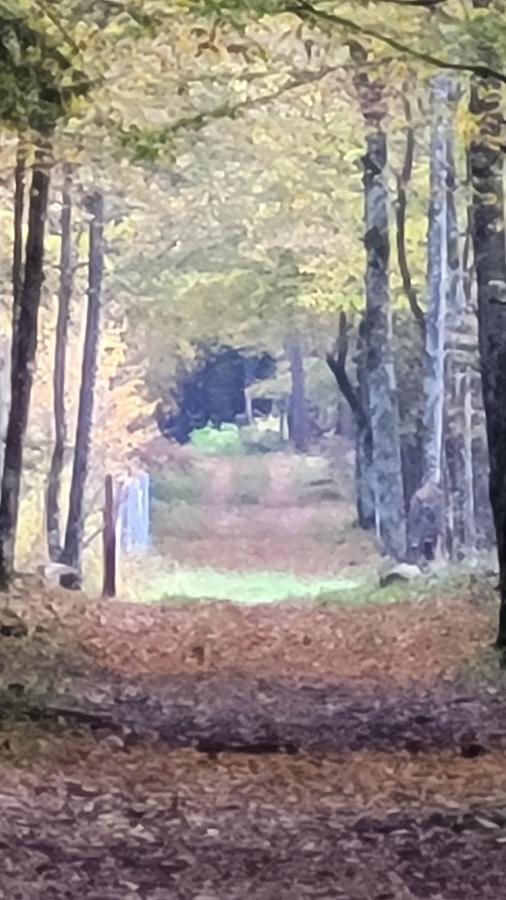 In Nature Białowieża Buitenkant foto